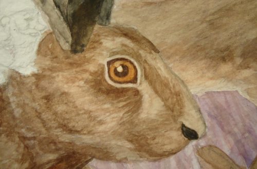 Why the Hare’s Nose is Slit