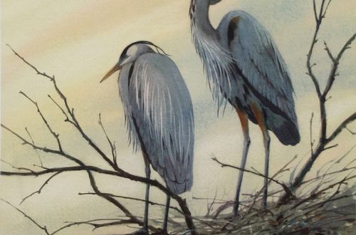Why the Heron has a Crooked Neck